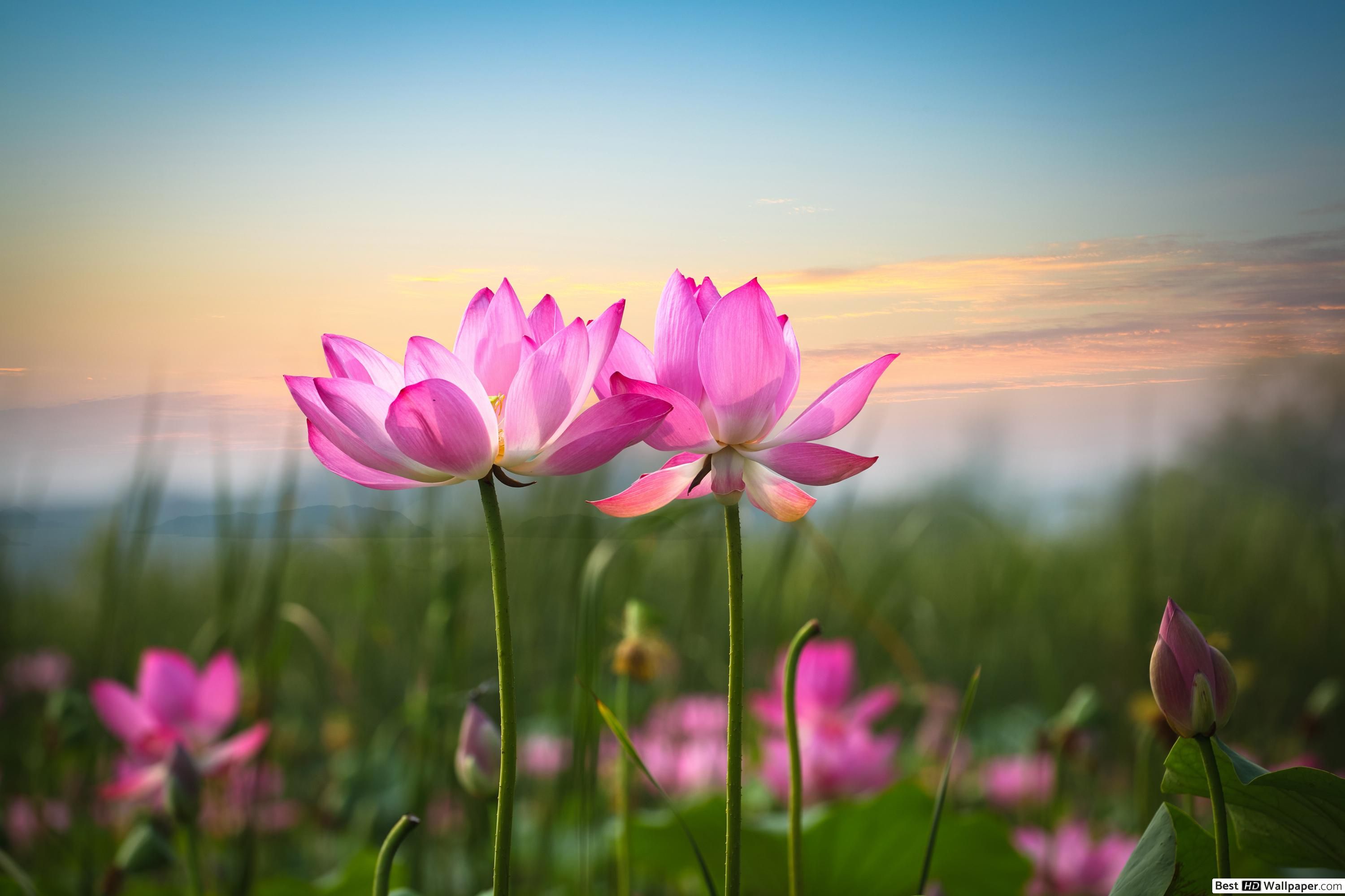 Tổng hợp 100+ hình nền hoa tulip đẹp cho máy tính Mới nhất năm 2023