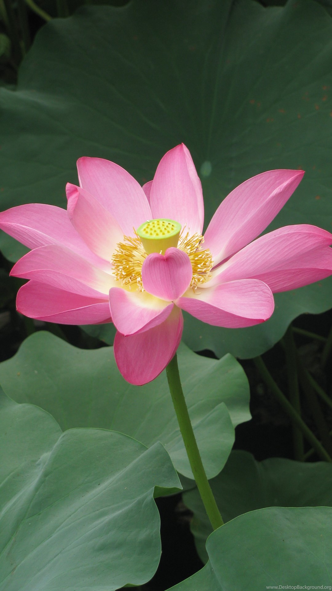 Hoa sen: Hoa sen là biểu tượng của sự tinh tế và cao quý. Đây được coi là một trong những loài hoa đặc biệt nhất tại Việt Nam. Hãy để hình ảnh của hoa sen đưa bạn vào một không gian thư giãn và tìm hiểu thêm về vẻ đẹp của hoa sen.