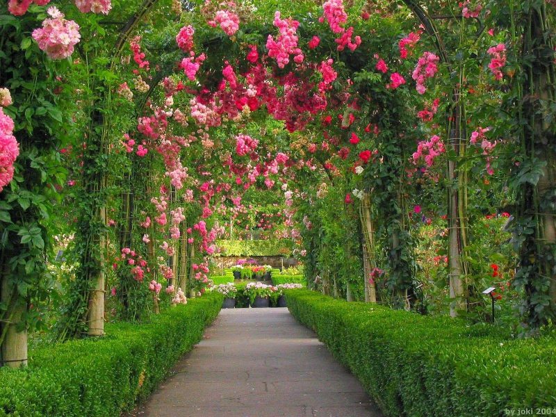 Hình nền khu vườn hoa hồng tuyệt đẹp