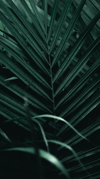 Hình nền lá cây cọ