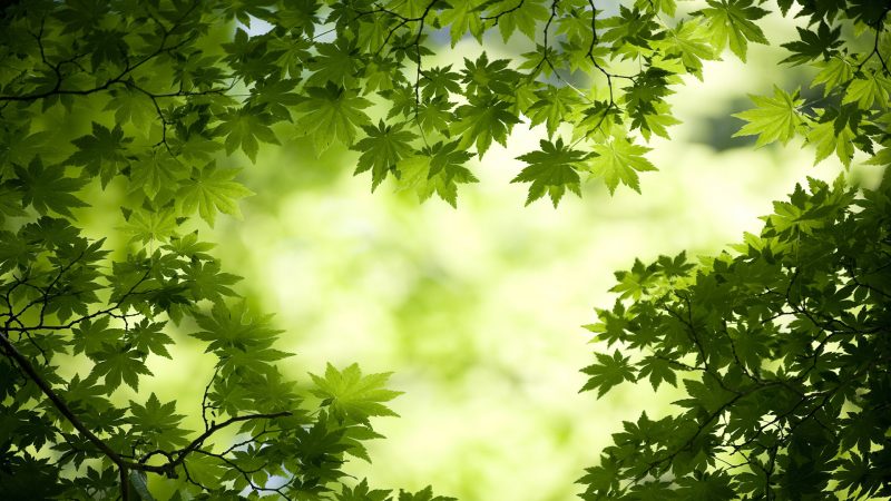 Hình nền lá cây dưới nắng sớm