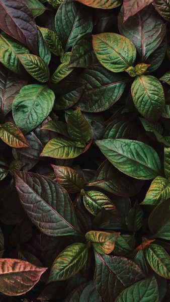 Hình nền lá cây góc chụp đẹp