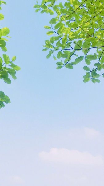 Hình nền lá cây làm background