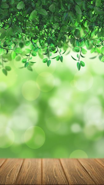 Hình nền lá cây thiên nhiên đẹp