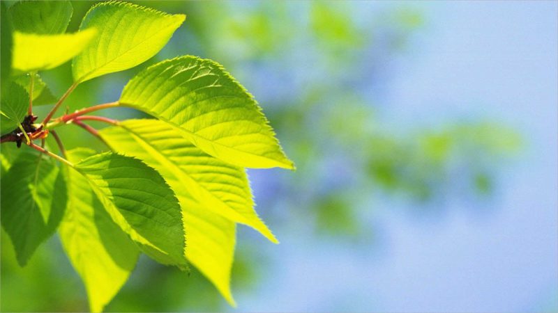 Hình nền lá cây xanh mướt