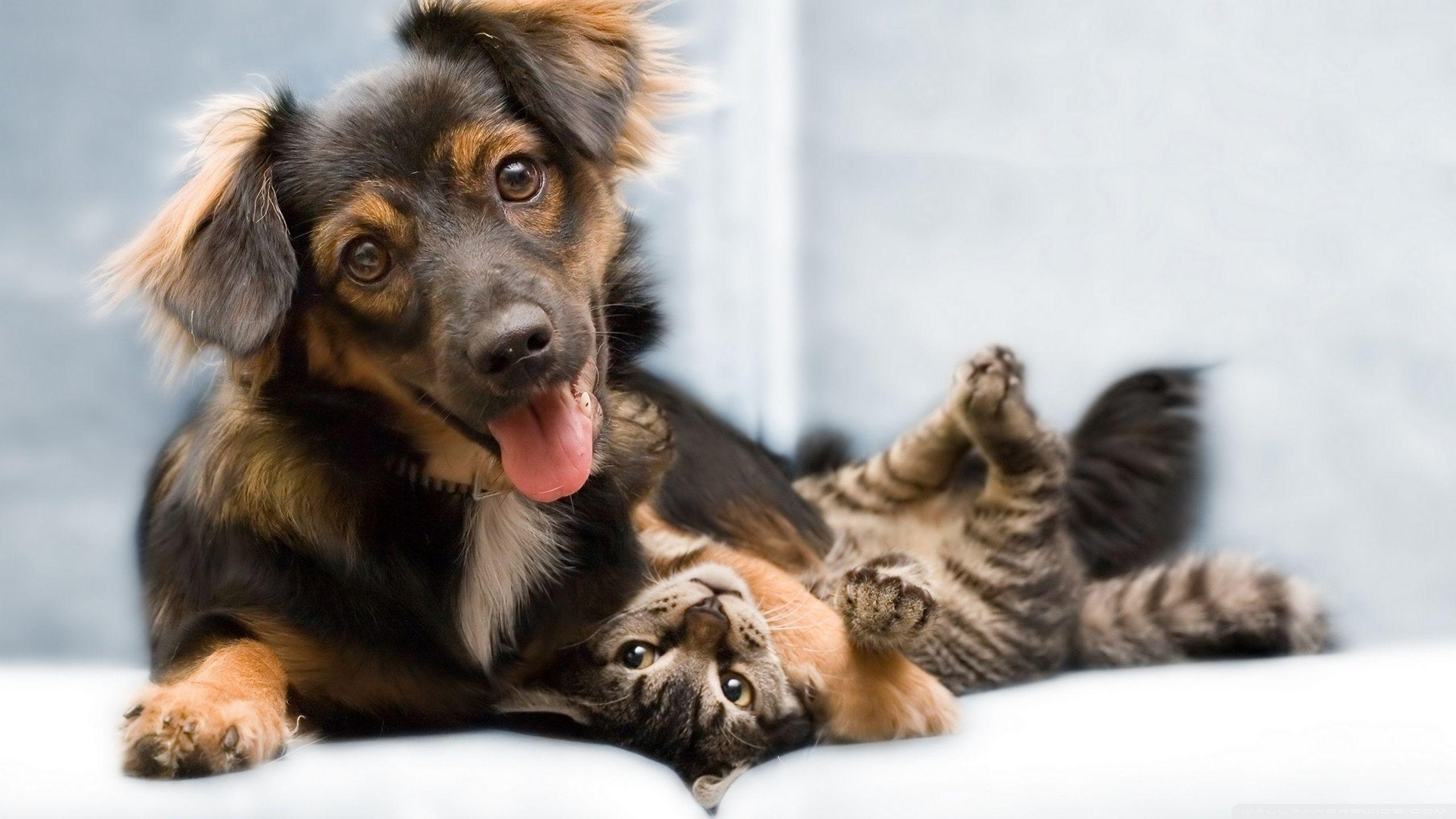 Hình nền hài hước  tình yêu giữa chó và mèo  Top hình nền đẹp cho điện  thoại hot nhất năm Bính Thân 2016  Cute cats and dogs Dog cat pictures  Cute cats