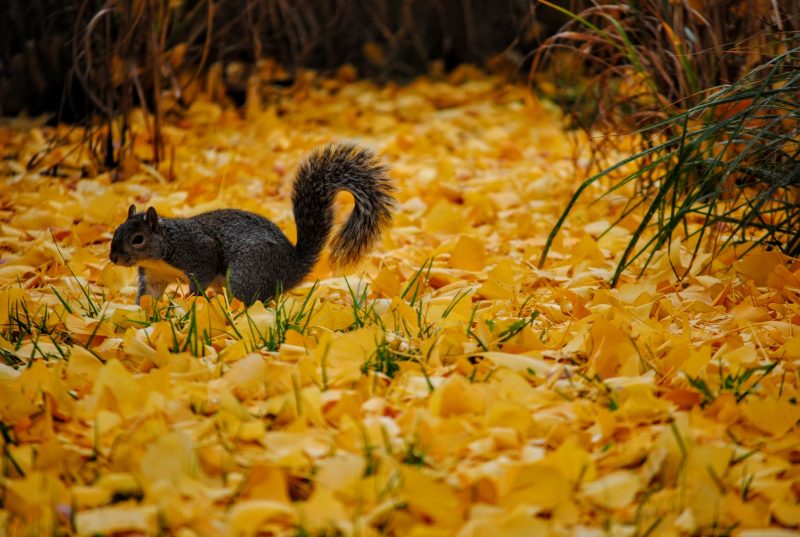 Hình nền mùa thu con sóc trên lá vàng rơi
