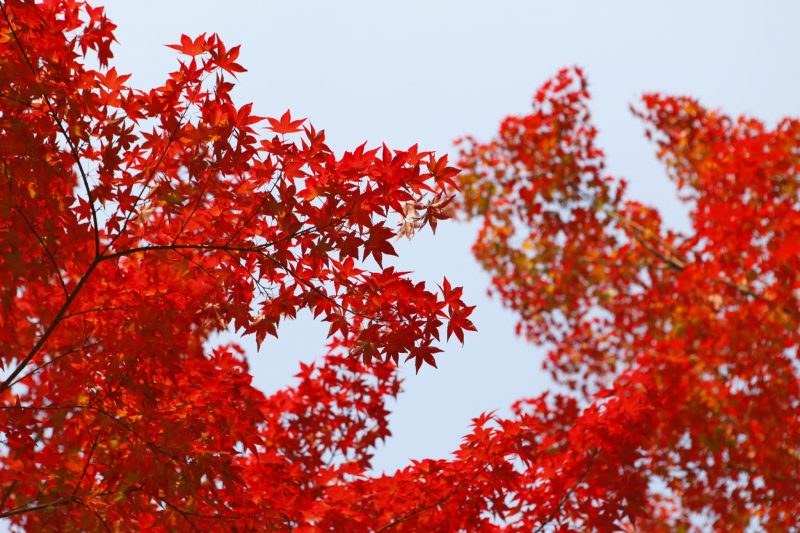 Hình nền mùa thu lá phong đỏ và bầu trời