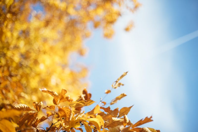 Hình nền mùa thu lá vàng dưới ánh nắng