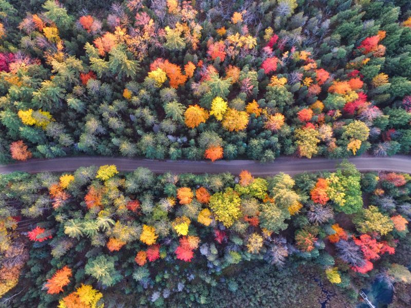 Hình nền mùa thu rừng cây dần dần chuyển màu
