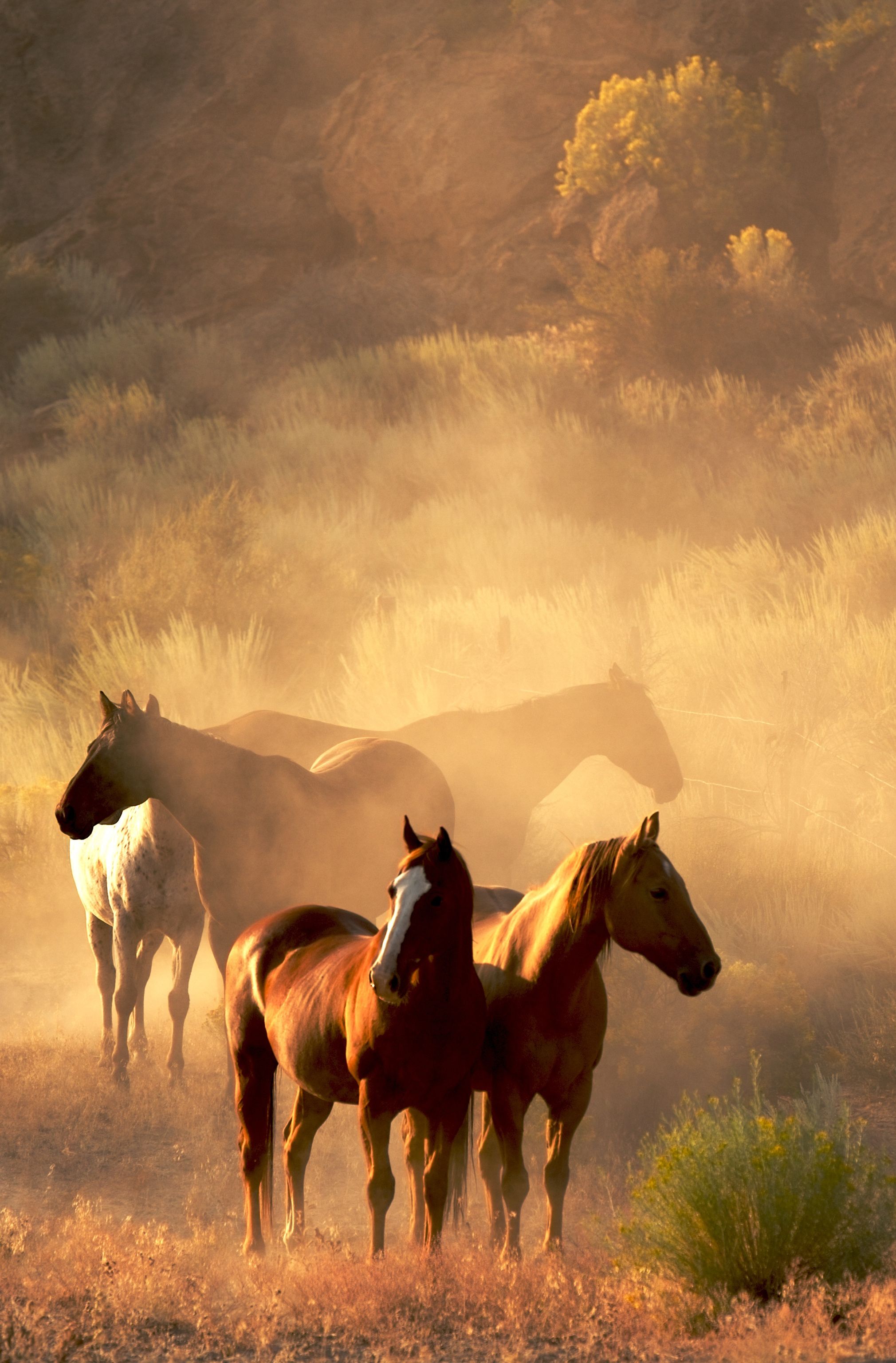 Hình nền ngựa: Hãy thưởng thức bức tranh tự nhiên đầy màu sắc này với hình ảnh ngựa tuyệt đẹp làm hình nền. Sự thanh tao và quyến rũ của loài ngựa sẽ mang lại một cảm giác yên bình và độc đáo cho người xem.