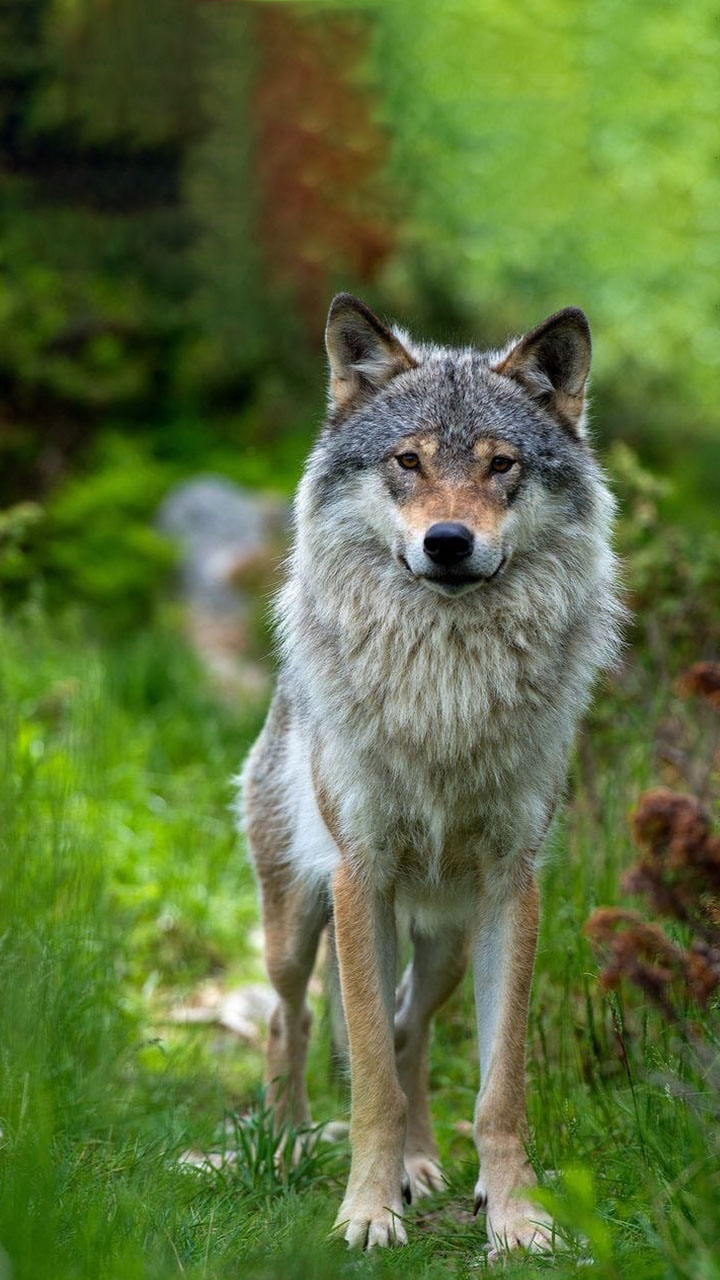 Tìm hiểu nhiều hơn 100 hình nền sói đẹp chó điện thoại mới nhất  Tin học  Đông Hòa