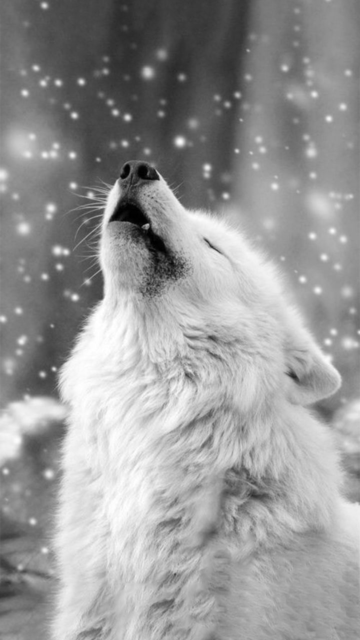 15 Ảnh sói đơn độc ý tưởng chó sói động vật hình xăm sói