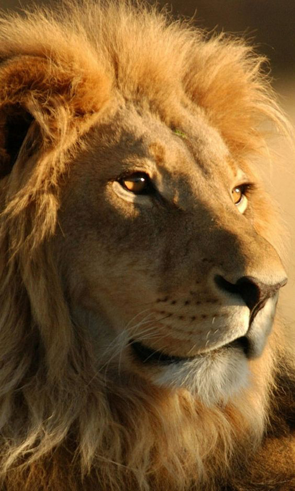 Hình nền sư tử mới nhất: Những hình nền sư tử mới nhất sẽ ghi dấu ấn mạnh mẽ trong trái tim những người yêu thích động vật hoang dã và sự mạnh mẽ của thiên nhiên.