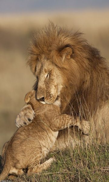 hình nền sư tử mẹ và con