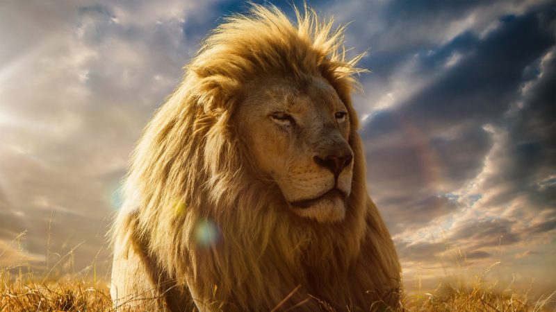hình nền sư tử vua của muôn loài