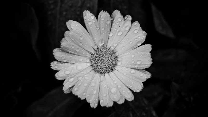 hình nền trắng đen bông hoa lấm tấm giọt nước mưa