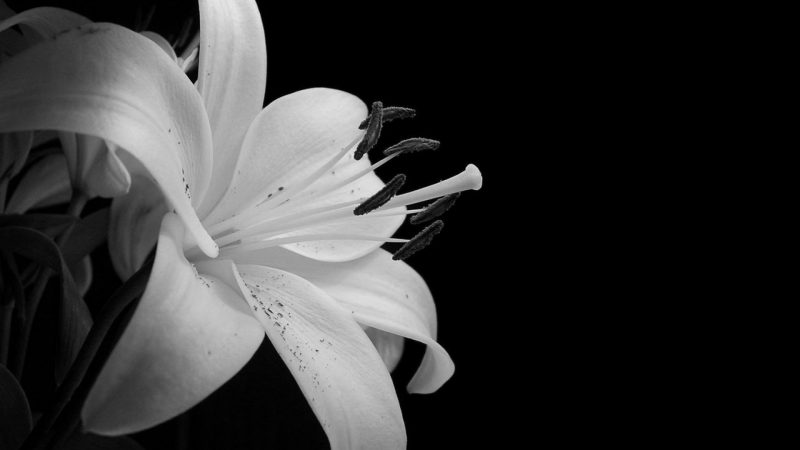 hình nền trắng đen bông hoa ly