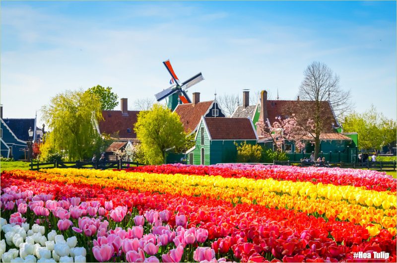 Hình nền vườn hoa tulip