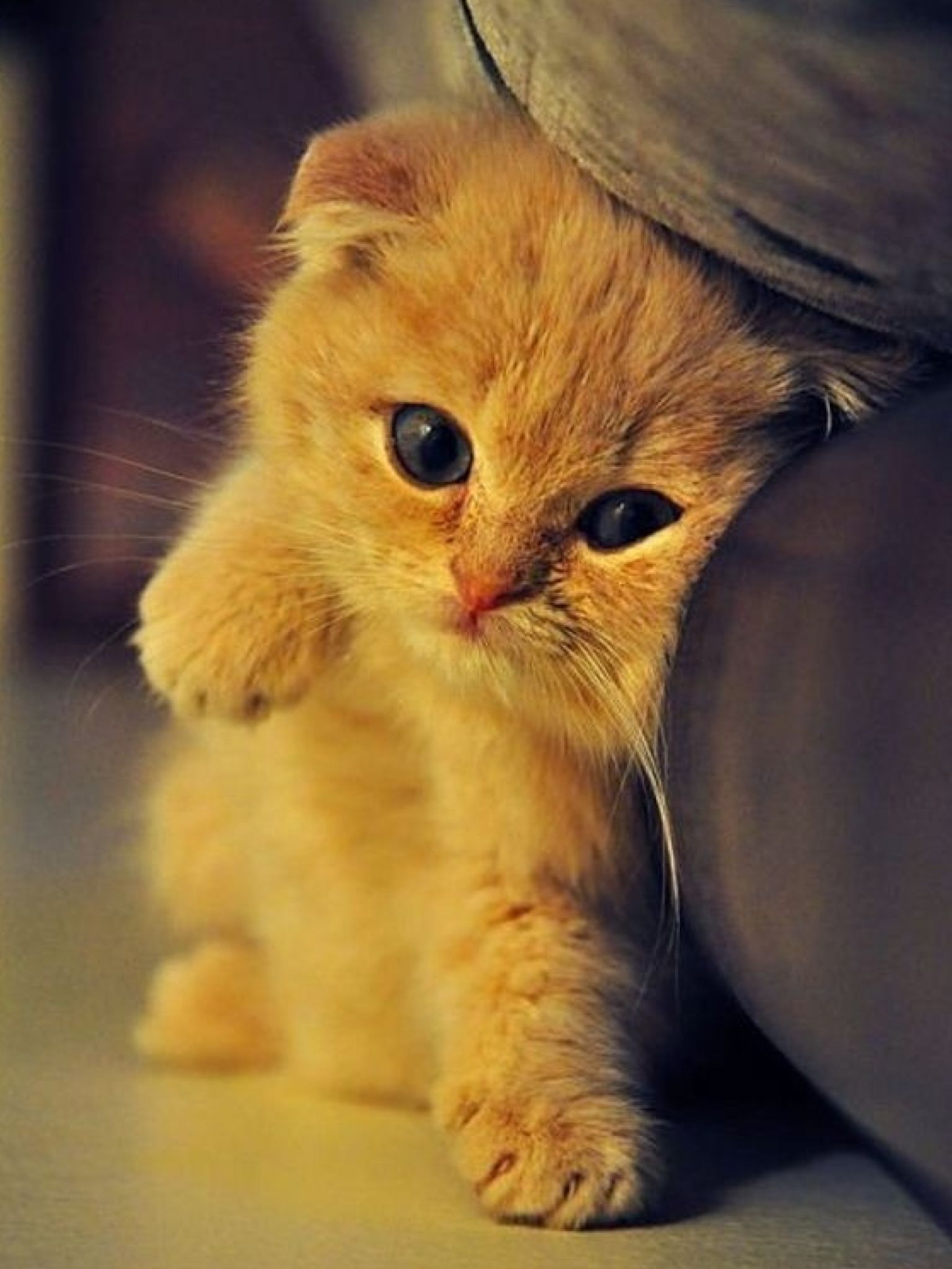 Top 50+ ảnh Meme mèo khóc hài hước, dễ thương, độc đáo - Coolmate