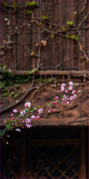 Tải hình nền hoa đào mùa xuân cho điện thoại Xiaomi