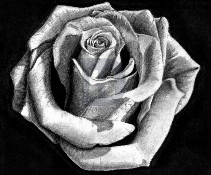 Tranh vẽ đề tài hoa hồng đen trắng