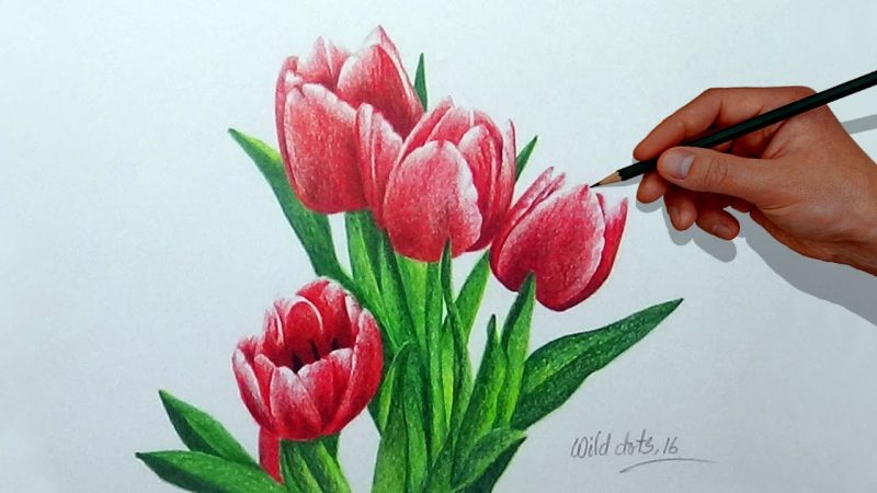 Tranh vẽ hoa đơn giản hoa Tulip