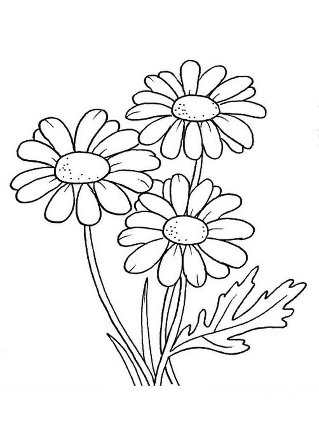 3 cách vẽ hoa cúc đơn giản cực dễ thương