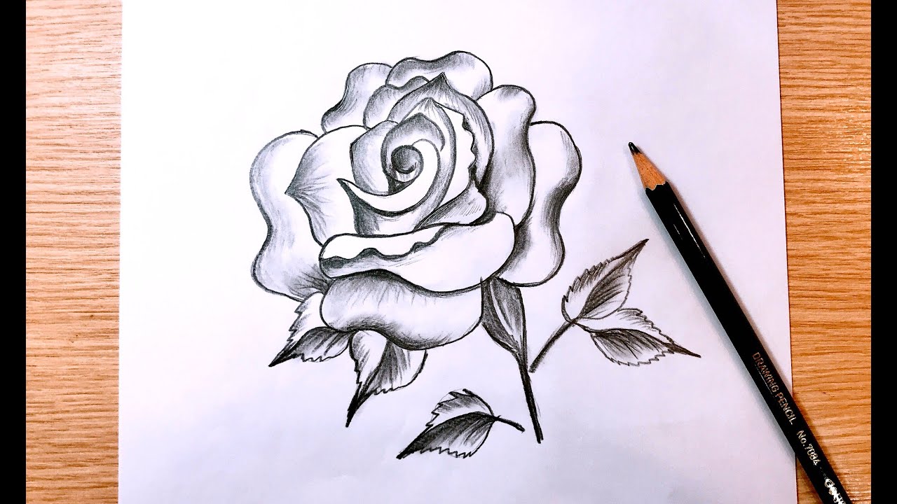 Học vẽ 8 cách vẽ hoa hồng dễ như ăn kẹo