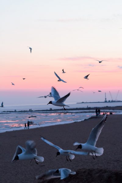 Foto von Sonnenaufgang und fliegenden Vögeln sind so schön
