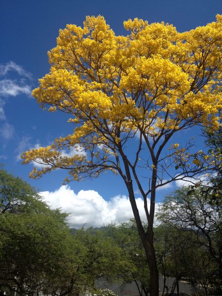 Foto eines wunderschönen gelben Phönixbaums vor dem blauen Himmel