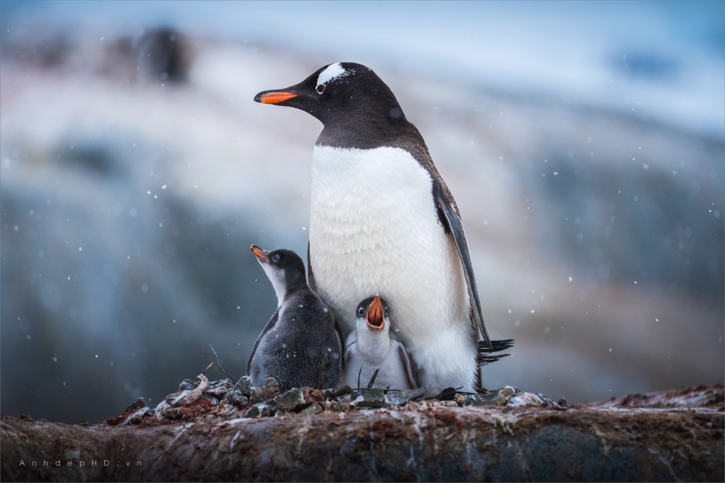 Hình nền 3D  Chú chim cánh cụt cực dễ thương
