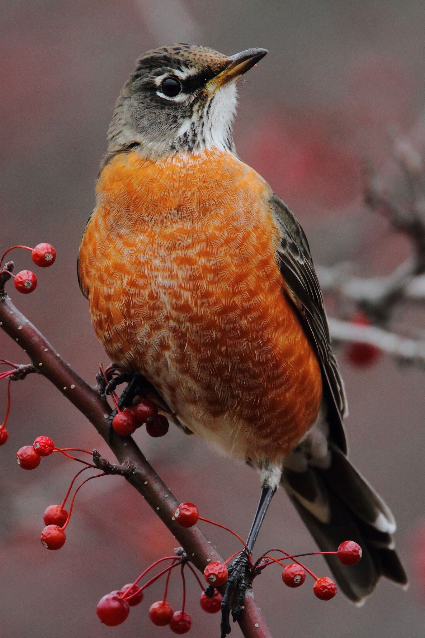 Tổng Hợp Những Thông Tin Thú Vị Về Loài Chim Họa Mi Đất - Yêu Chim