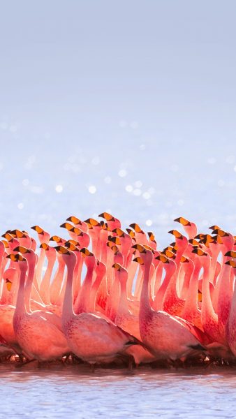 süße flamingobilder
