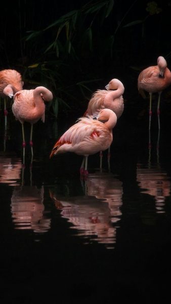 Einzigartige Herde von Flamingos Fotos
