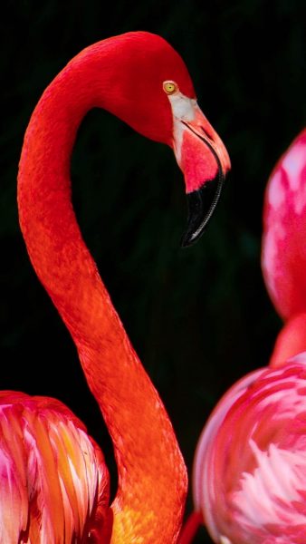 Beeindruckende Nahaufnahme von Flamingos