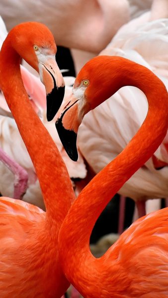 Flamingo-Paarfoto