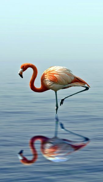 Foto eines Flamingos mit einem Bein