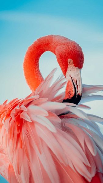 Sehr beeindruckendes Flamingofoto