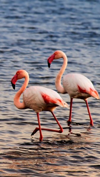 Foto von Flamingos, die zusammen jagen