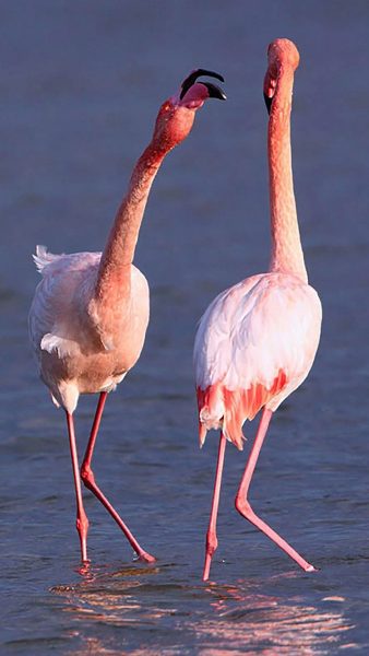 Flamingofoto von ein paar beeindruckenden Vögeln
