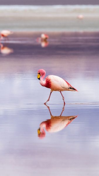 Hình ảnh chim hồng hạc kiếm ăn