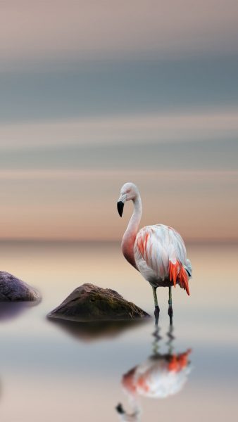 Das verträumteste Flamingofoto