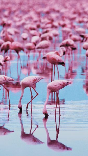 Foto von Flamingos in einer Herde
