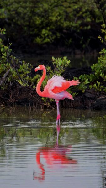 Bilder von Flamingos beim Baden
