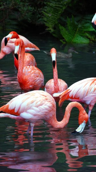 Foto von Flamingos im See