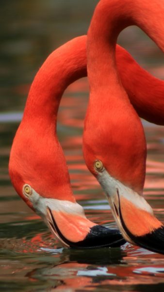 Foto eines Trinkwassers des Flamingos