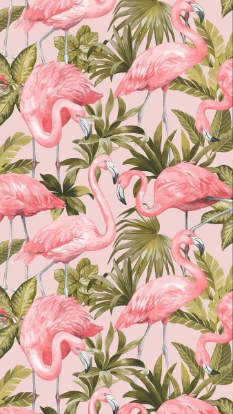 schöne Bilder von Flamingos