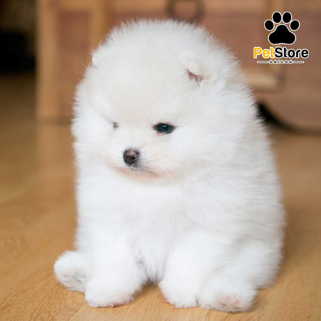Hãy xem ảnh của chú chó Phốc Sóc Mini dễ thương nhất mà bạn từng thấy! Với bộ lông như bông và đôi mắt to tròn, cậu ấy sẽ nhanh chóng chiếm trọn trái tim của bạn.