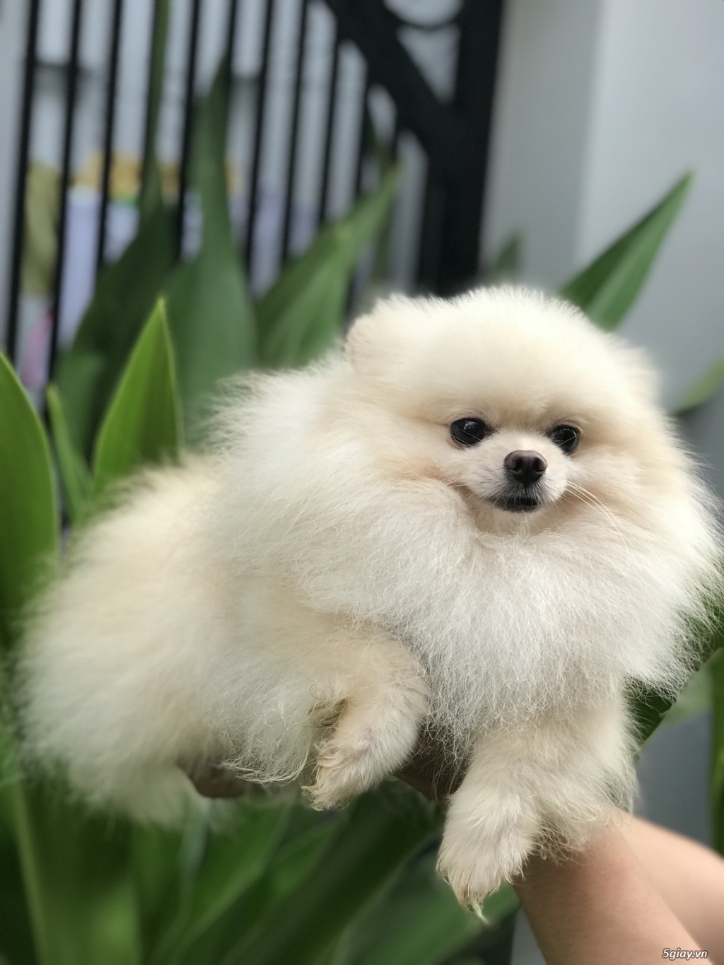 Bộ sưu tập hình ảnh chó con siêu dễ thương | Hoàng Thượng Net